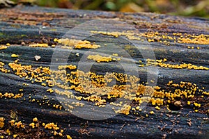 Bisporella citrina fungus photo