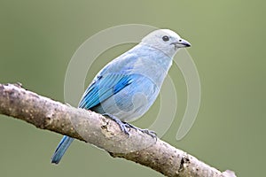 Bisschops-tangare, Blue-grey Tanager, Thraupis episcopus