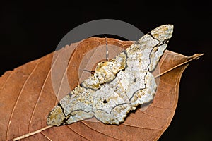 Biston inouei moth photo