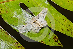 Biston inouei moth on dried leaf photo