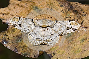 Biston inouei moth on dried leaf