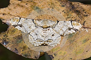 Biston inouei moth on dried leaf photo