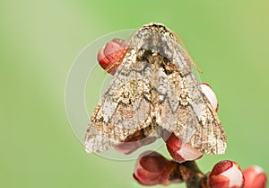 Biston strataria