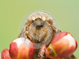 Biston strataria photo