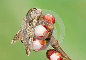 Biston strataria photo