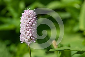 Bistort (bistorta officinalis) flower