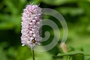 Bistort (bistorta officinalis) flower