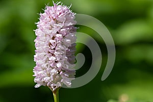 Bistort (bistorta officinalis) flower