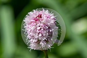 Bistort (bistorta officinalis) flower