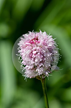 Bistort (bistorta officinalis) flower