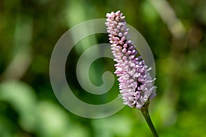 Bistort (bistorta officinalis) flower