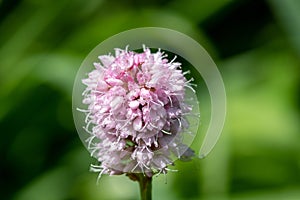 Bistort (bistorta officinalis) flower