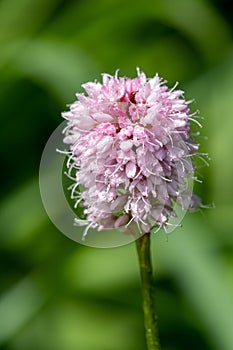 Bistort (bistorta officinalis) flower