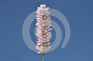 Bistort blossom at blue sky