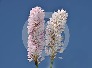 Bistort blossoms at blue sky