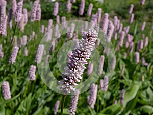 Bistort (Persicaria bistorta) \'Superbum\' flowering with soft pink flowers over clumps of rich green leave