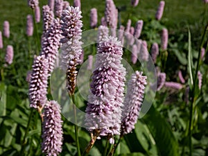 Bistort (Persicaria bistorta) \'Superbum\' flowering with soft pink flowers over clumps of rich green leave