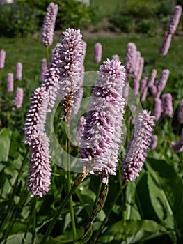 Bistort or snakeweed (Persicaria bistorta) \'Superbum\' flowering with spikes of soft pink flowers