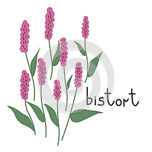 Bistort vector illustration