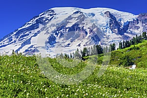 Bistort Wildflowers Paradise Mount Rainier National Park Washing