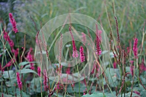 Bistorta amplexicaulis blooms in autumn. Berlin, Germany