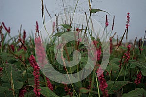 Bistorta amplexicaulis blooms in autumn. Berlin, Germany