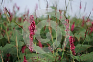 Bistorta amplexicaulis blooms in autumn. Berlin, Germany