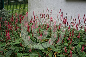 Bistorta amplexicaulis blooms in autumn. Berlin, Germany