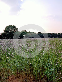 Bistorta officinalis aka European bistort.