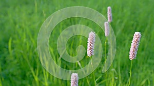 Bistorta officinalis blooming field, meadow bistort pink flowers background. Snakeroot, snake-root, snakeweed and easter