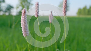 Bistorta officinalis, common names - snakeroot, snake-root, snakeweed. Europe. Static. photo