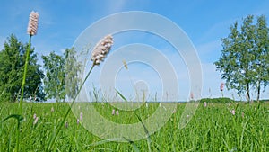 Bistorta officinalis, common names - snakeroot, snake-root, snakeweed. Slow motion.