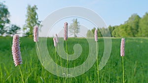 Bistorta officinalis, commonly known as bistort or european bistort. Europe. Static.