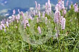 Bistorta officinalis, European bistort wild flower in bloom