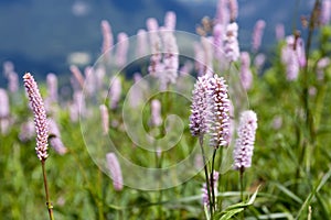 Bistorta officinalis, European bistort wild flower in bloom