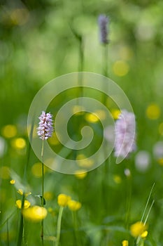 Bistorta officinalis meadow european bistort in bloom, pink meadow flowering snakeroot snakeweed plants in green grass