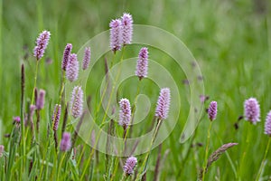 Bistorta officinalis meadow european bistort in bloom  pink meadow flowering snakeroot snakeweed plants in green grass