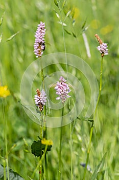 Bistorta officinalis meadow european bistort in bloom, pink meadow flowering snakeroot snakeweed plants in green grass