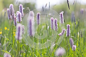 Bistorta officinalis meadow european bistort in bloom, pink meadow flowering snakeroot snakeweed plants in green grass