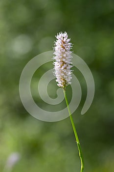 Bistorta officinalis meadow european bistort in bloom, pink meadow flowering snakeroot snakeweed plants in green grass