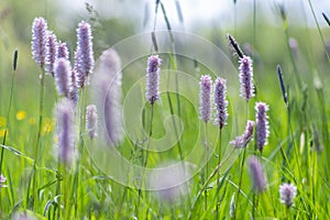 Bistorta officinalis meadow european bistort in bloom, pink meadow flowering snakeroot snakeweed plants in green grass