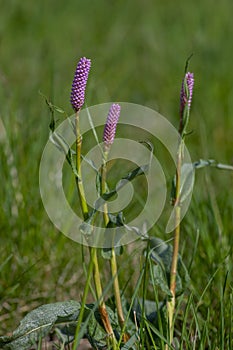 Bistorta officinalis meadow european bistort in bloom, pink meadow flowering snakeroot snakeweed plants in green grass