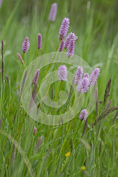 Bistorta officinalis meadow european bistort in bloom, pink meadow flowering snakeroot snakeweed plants in green grass