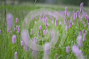 Bistorta officinalis meadow european bistort in bloom, pink meadow flowering snakeroot snakeweed plants in green grass
