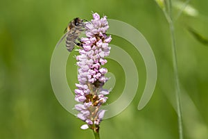 Bistorta officinalis meadow european bistort in bloom, pink meadow flowering snakeroot snakeweed plants in green grass