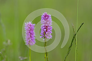 Bistorta officinalis meadow european bistort in bloom, pink meadow flowering snakeroot snakeweed plants in green grass