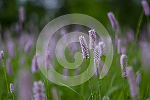 Bistorta officinalis meadow european bistort in bloom, pink meadow flowering snakeroot snakeweed plants in green grass