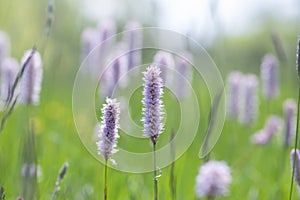 Bistorta officinalis meadow european bistort in bloom, pink meadow flowering snakeroot snakeweed plants in green grass