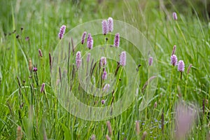 Bistorta officinalis meadow european bistort in bloom, pink meadow flowering snakeroot snakeweed plants in green grass