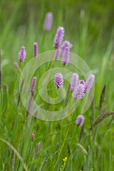 Bistorta officinalis meadow european bistort in bloom, pink meadow flowering snakeroot snakeweed plants in green grass